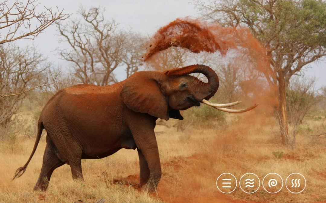Embracing the Essence of South Africa